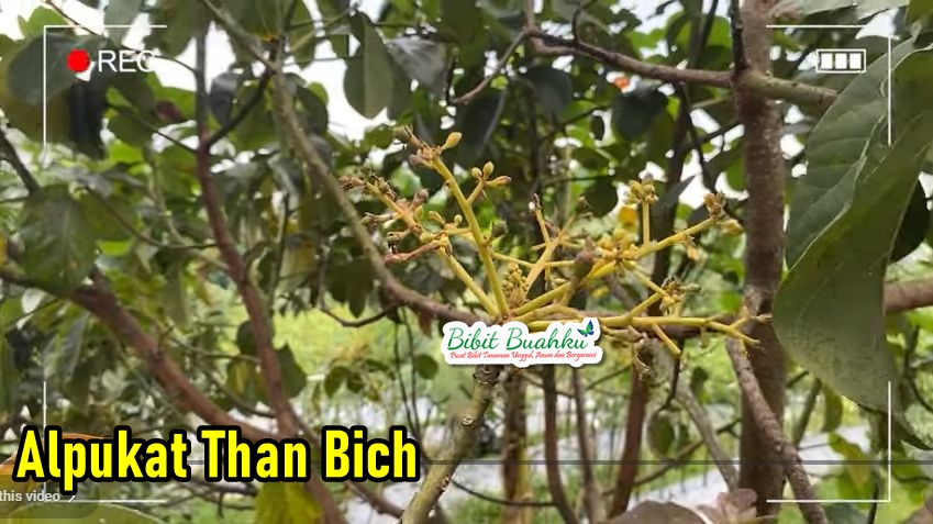 Alpukat Thang Bich Produksi Rendah 1