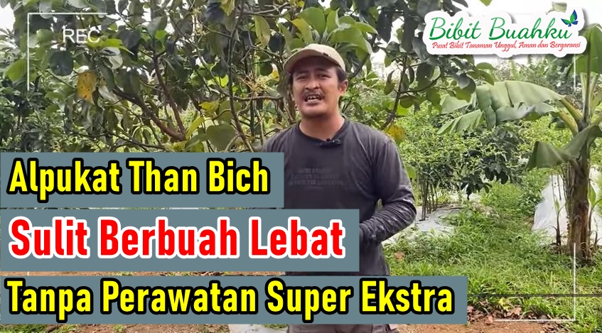 Alpukat Thanh Bich Produksi Rendah 2