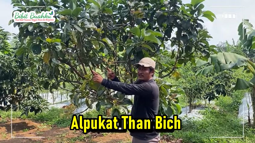Alpukat Thanh Bich Produksi Rendah